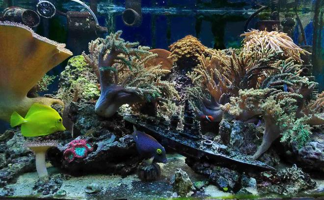 50 gallons reef tank (mostly live coral and fish) - 50 gallon reef (5 years experience, last 4 in place)