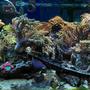50 gallons reef tank (mostly live coral and fish) - 50 gallon reef (5 years experience, last 4 in place)