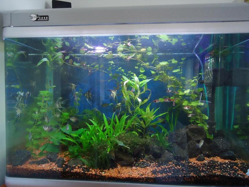 Rated #139: 42 Gallons Planted Tank - general view