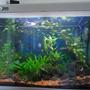 42 gallons planted tank (mostly live plants and fish) - general view