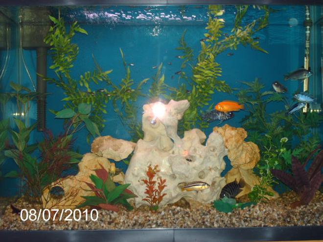 45 gallons freshwater fish tank (mostly fish and non-living decorations) - Redecorated 8-7-08.
