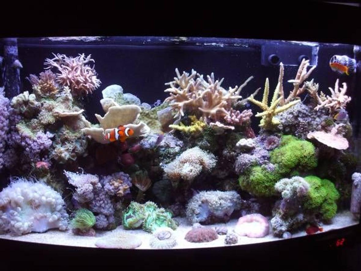47 gallons reef tank (mostly live coral and fish) - 180 litre mixed reef