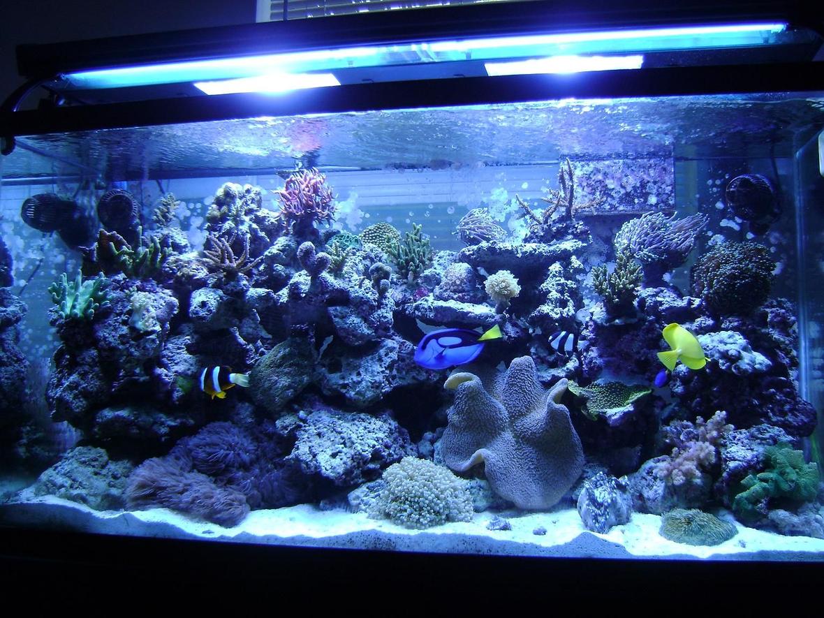 90 gallons reef tank (mostly live coral and fish) - 90 gallon reef