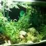 fish tank picture - 3