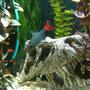 freshwater fish - epalzeorhynchos bicolor - redtail shark stocking in 65 gallons tank - red tailed shark