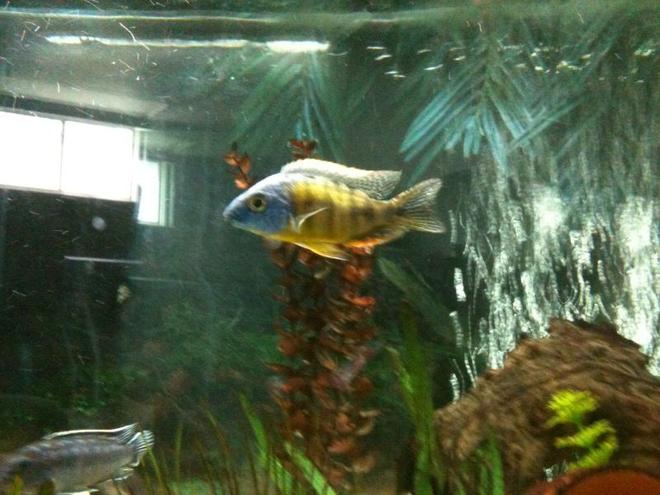 freshwater fish - protomelas steveni - taiwan reef stocking in 65 gallons tank - reef