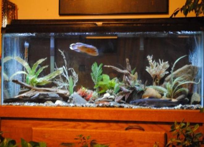 55 gallons freshwater fish tank (mostly fish and non-living decorations) - Update Aug 2010