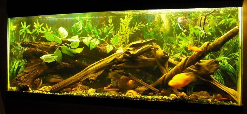 Rated #81: Freshwater Fish Tank - 60 gallon mixed fish w/driftwood and fake plants