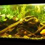 freshwater fish tank (mostly fish and non-living decorations) - 60 gallon mixed fish w/driftwood and fake plants