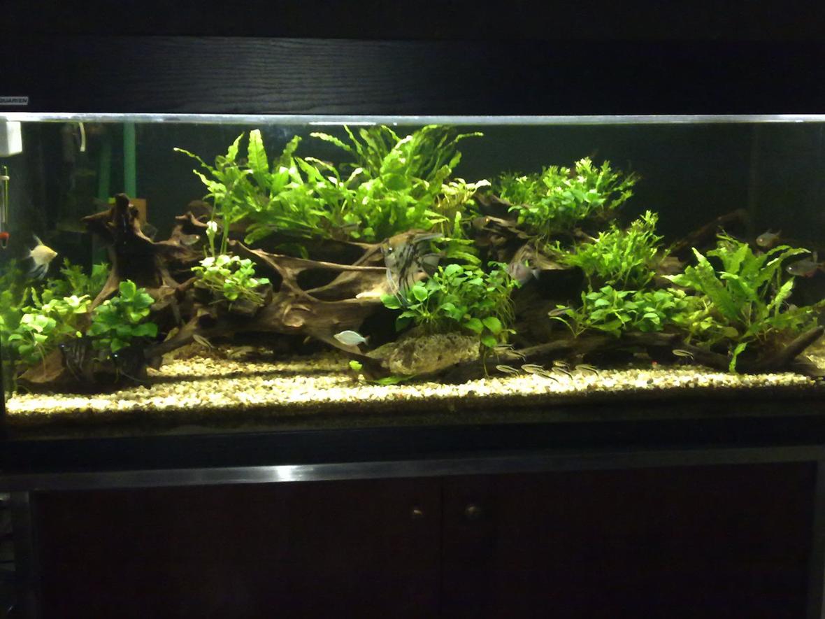 80 gallons planted tank (mostly live plants and fish) - This is my current tank, It is a lower delta tropical pond setting and the plants are all matured for about 3 years now.