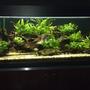 80 gallons planted tank (mostly live plants and fish) - This is my current tank, It is a lower delta tropical pond setting and the plants are all matured for about 3 years now.