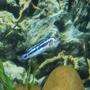freshwater fish - melanochromis cyaneorhabdos - maingano cichlid stocking in 55 gallons tank - Maingano (Melanochromis cyaneorhabdos)