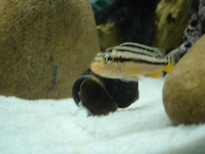 freshwater fish - melanochromis auratus - auratus cichlid stocking in 55 gallons tank - Melanochromis auratus