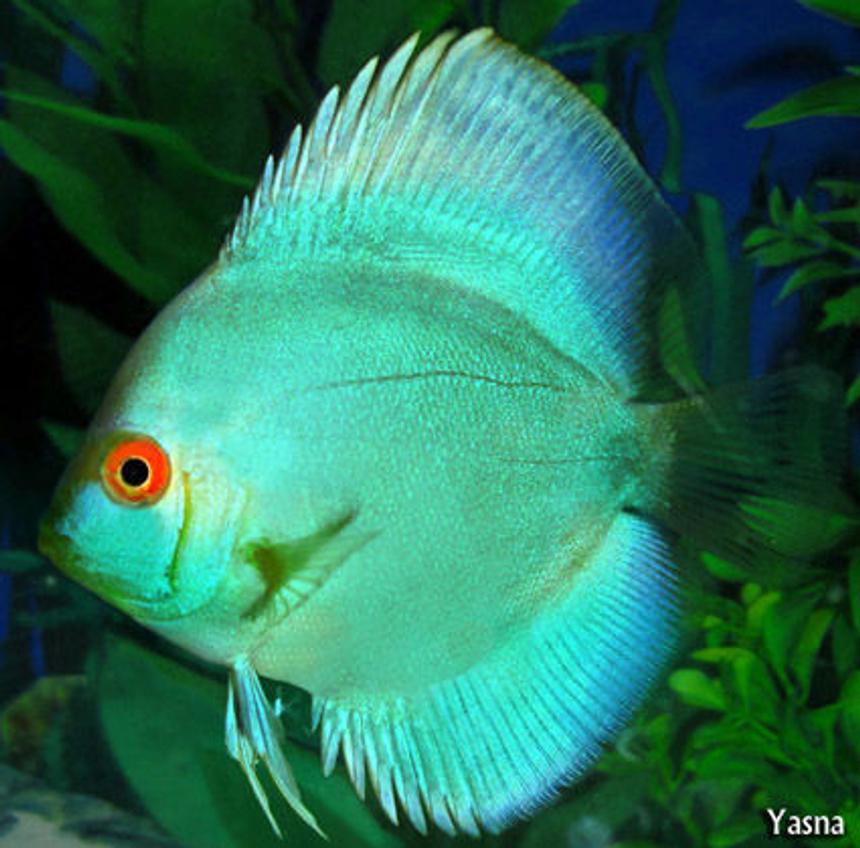 Rated #10: Freshwater Fish - Symphysodon Spp. - Neon Blue Discus Stocking In 60 Gallons Tank - my blue cobalt discus