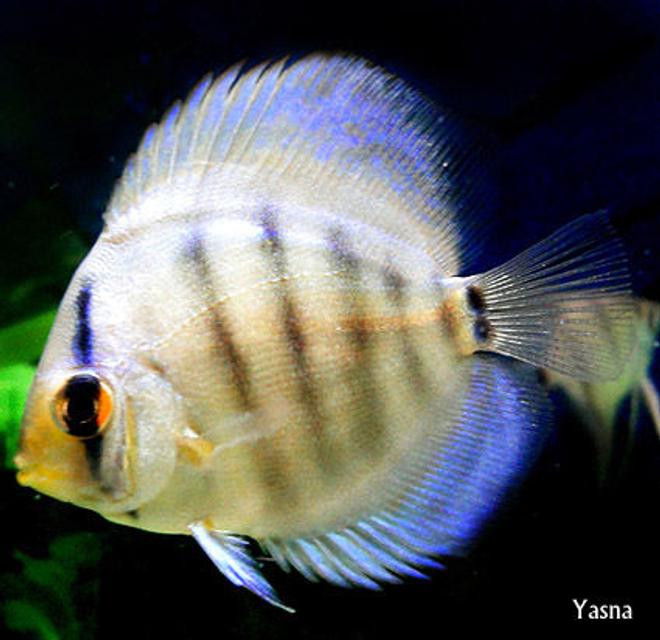 freshwater fish - symphysodon sp. - blue diamond discus stocking in 60 gallons tank - my little blue diamond discus