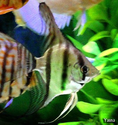 freshwater fish - pterophyllum scalare - zebra angelfish stocking in 60 gallons tank - one of my angel fishs