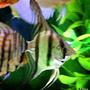freshwater fish - pterophyllum scalare - zebra angelfish stocking in 60 gallons tank - one of my angel fishs