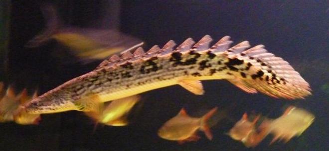 freshwater fish - polypterus ornatipinnis - ornate bichir stocking in 200 gallons tank - Bichir