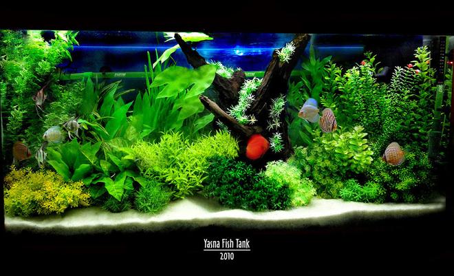 60 gallons reef tank (mostly live coral and fish) - my fish tank