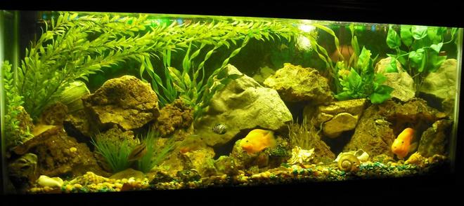 freshwater fish tank (mostly fish and non-living decorations) - 60 gallon  w/ rock work & fake plants. The Fish are Cichlid