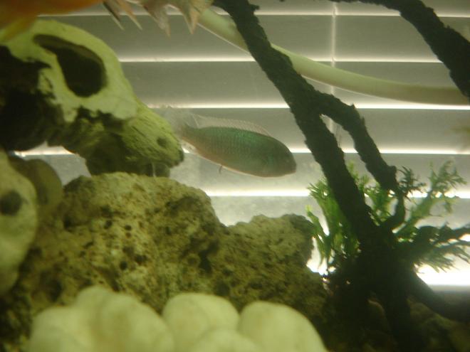 freshwater fish - vieja argentea - silver cichlid stocking in 60 gallons tank - Sliver-the very rare Silver Chiclid. (This pic does not do him justice- when excited he looks just like a car bumper.)