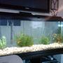 55 gallons freshwater fish tank (mostly fish and non-living decorations) - TANK