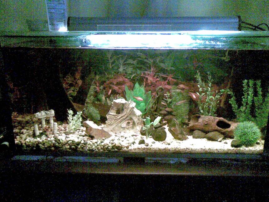Rated #156: 55 Gallons Freshwater Fish Tank - My tetra tank