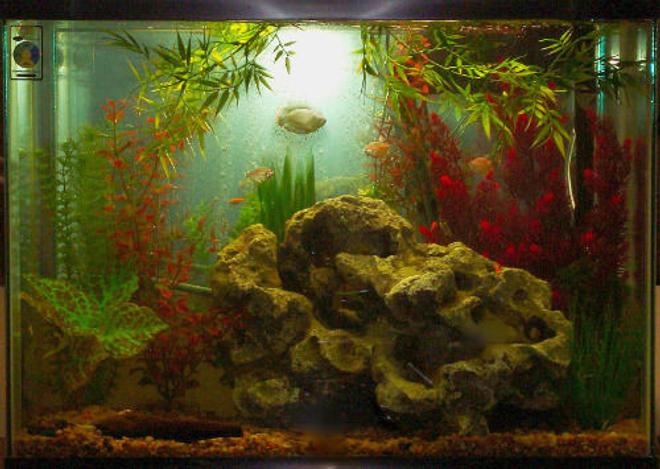 37 gallons freshwater fish tank (mostly fish and non-living decorations) - This is my 37 gallon , but I used a different exposure on the camera and it gave it a sort of "second coming" look to my Dwarf Gourami..pretty cool huh?!