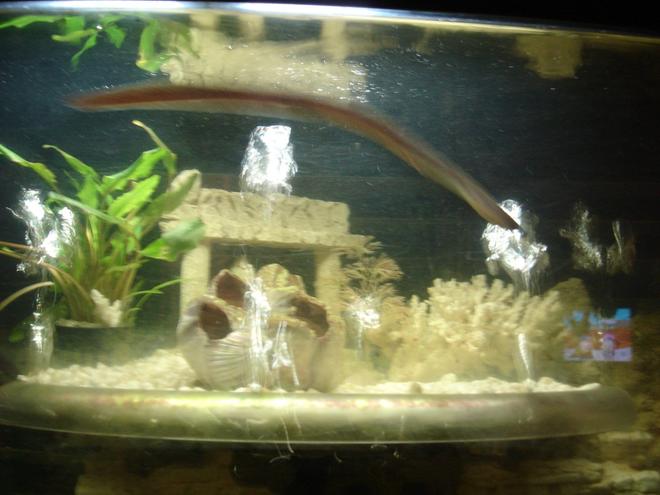 60 gallons freshwater fish tank (mostly fish and non-living decorations) - My Snowflake Morey eel comes out to play- (after eating a couple ghost shrimp)