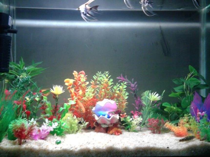 Rated #279: 5 Gallons Freshwater Fish Tank - Parrot fish,Black Ghost Knife,Tiger Loach,Angel