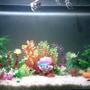 5 gallons freshwater fish tank (mostly fish and non-living decorations) - Parrot fish,Black Ghost Knife,Tiger Loach,Angel