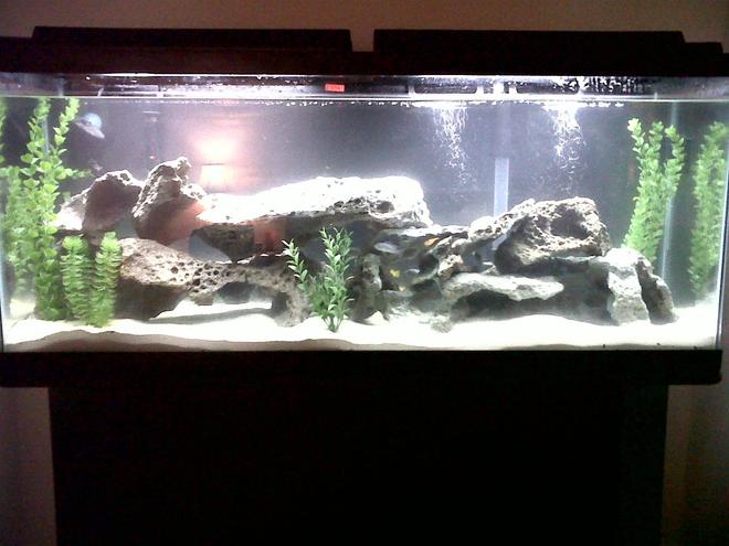 55 gallons freshwater fish tank (mostly fish and non-living decorations) - Cichlid Tank