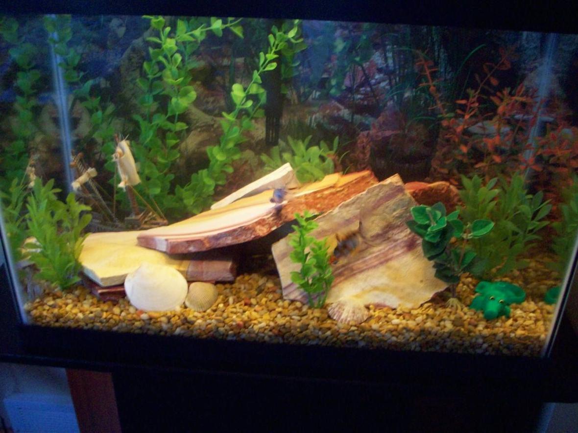 20 gallons freshwater fish tank (mostly fish and non-living decorations) - my 20 gallon fish tank.