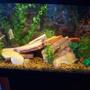 20 gallons freshwater fish tank (mostly fish and non-living decorations) - my 20 gallon fish tank.