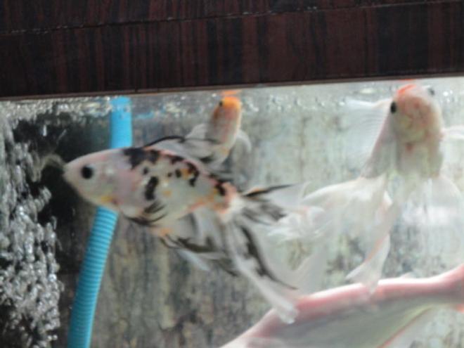 freshwater fish - carassius auratus - fantail goldfish stocking in 68 gallons tank - gold community with non aggressive sharks,pelco,snail&turtle