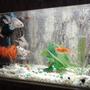 fish tank picture - gold community with non aggressive sharks,pelco,snail&turtle