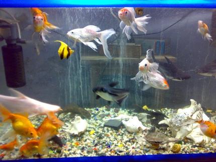 freshwater fish - carassius auratus - ryukin goldfish stocking in 68 gallons tank - older setup wen i was havin 35 gallon tank about 3.5 years back