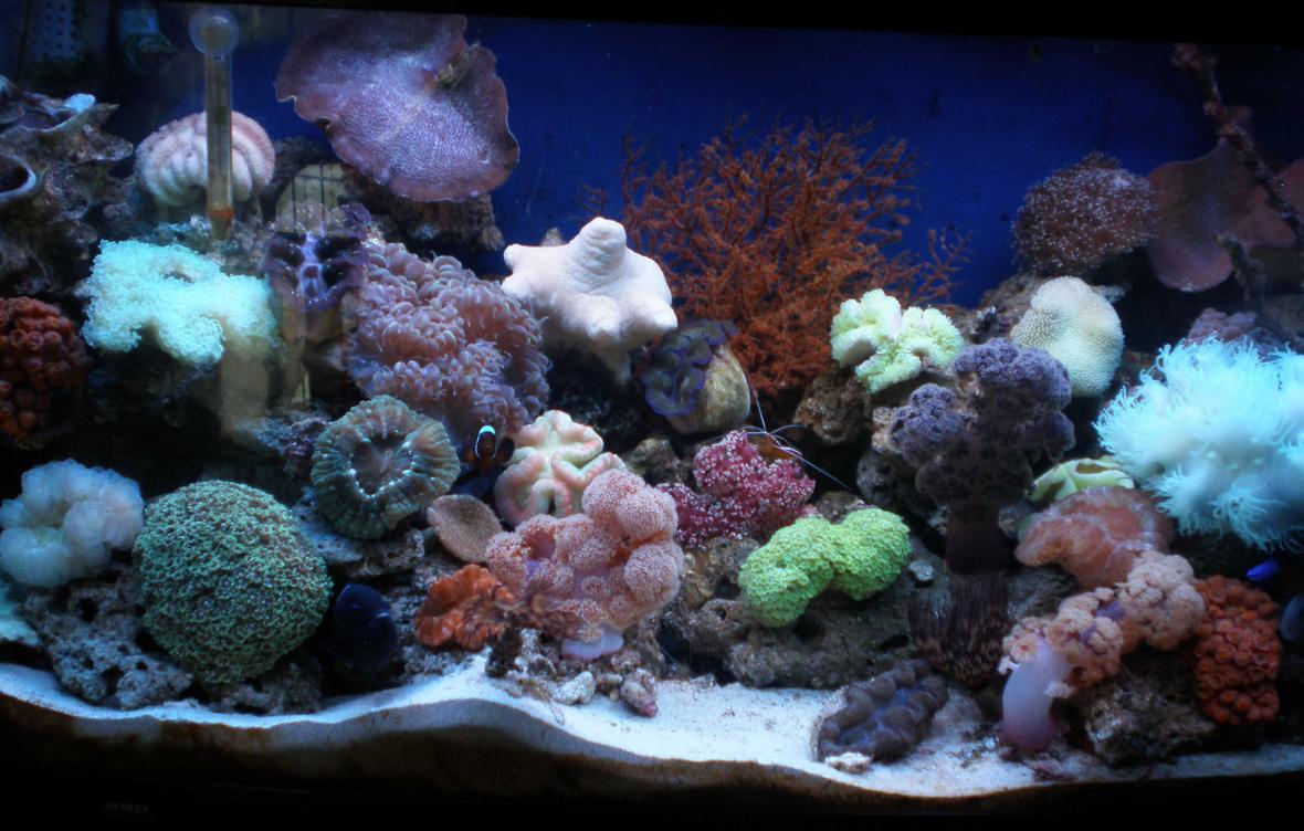 50 gallons reef tank (mostly live coral and fish) - my reef tank