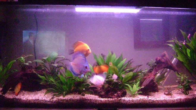 50 gallons planted tank (mostly live plants and fish) - my discus tank