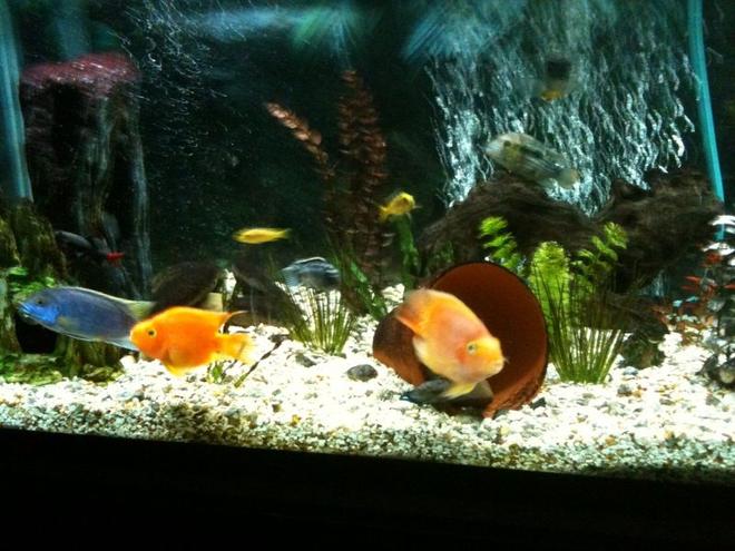 65 gallons freshwater fish tank (mostly fish and non-living decorations) - feeding time
