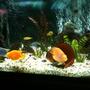 65 gallons freshwater fish tank (mostly fish and non-living decorations) - feeding time