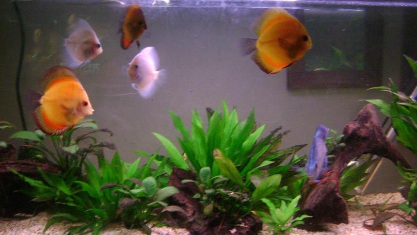 Rated #107: Freshwater Fish - Symphysodon Sp. - Red Discus Stocking In 50 Gallons Tank - all my discus waiting for a feed.....suckers!