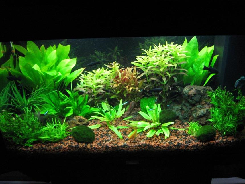 Rated #29: 35 Gallons Planted Tank - overview