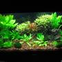 35 gallons planted tank (mostly live plants and fish) - overview
