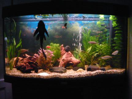 42 gallons planted tank (mostly live plants and fish) - my planted tropical fish tank