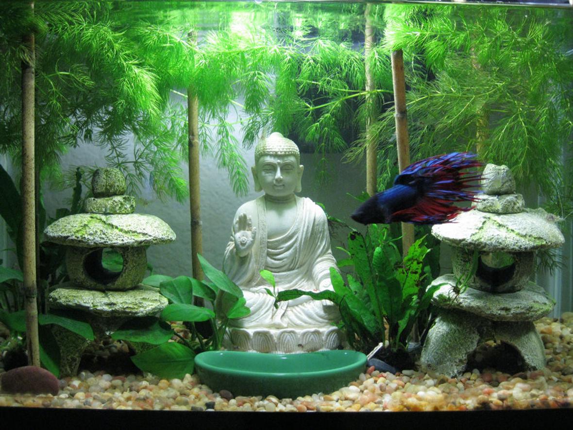 5 gallons freshwater fish tank (mostly fish and non-living decorations) - Betta swimming through his garden