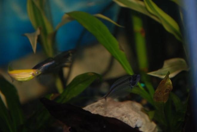 freshwater fish - kryptopterus bicirrhis - ghost glass cat stocking in 37 gallons tank - Mystery the glass cat