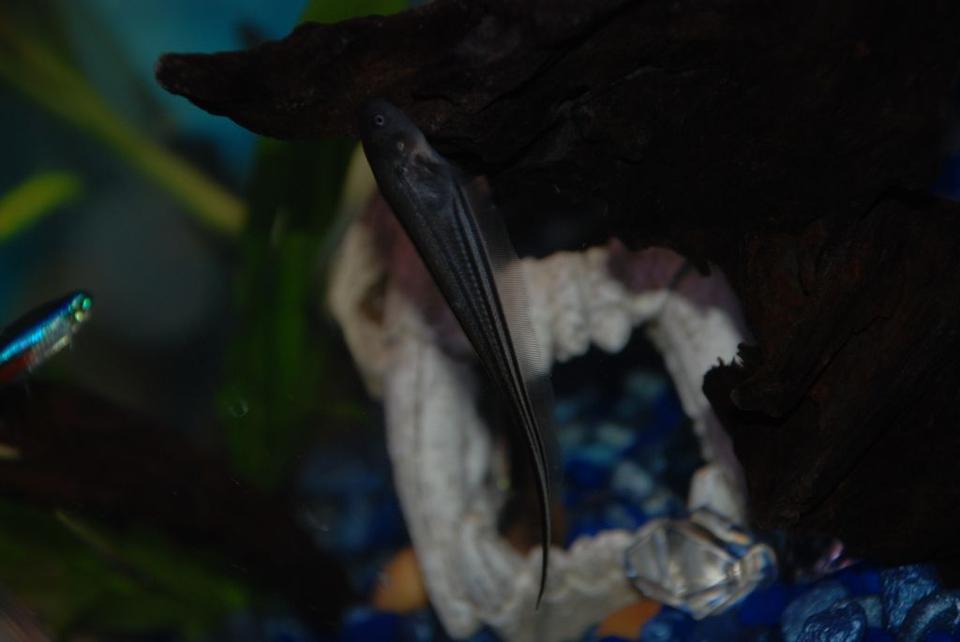 freshwater fish - eigenmannia virescens - glass knife fish stocking in 37 gallons tank - Dulcinea the transparent knife