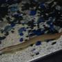 freshwater fish - macrognathus siamensis - peacock eel stocking in 37 gallons tank - Demure the spiny eel