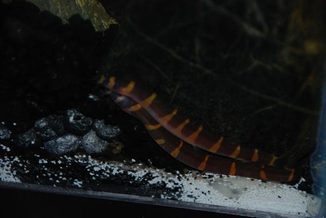 freshwater fish - pangio sp. - black kuhlii loach stocking in 37 gallons tank - Kuhli cave